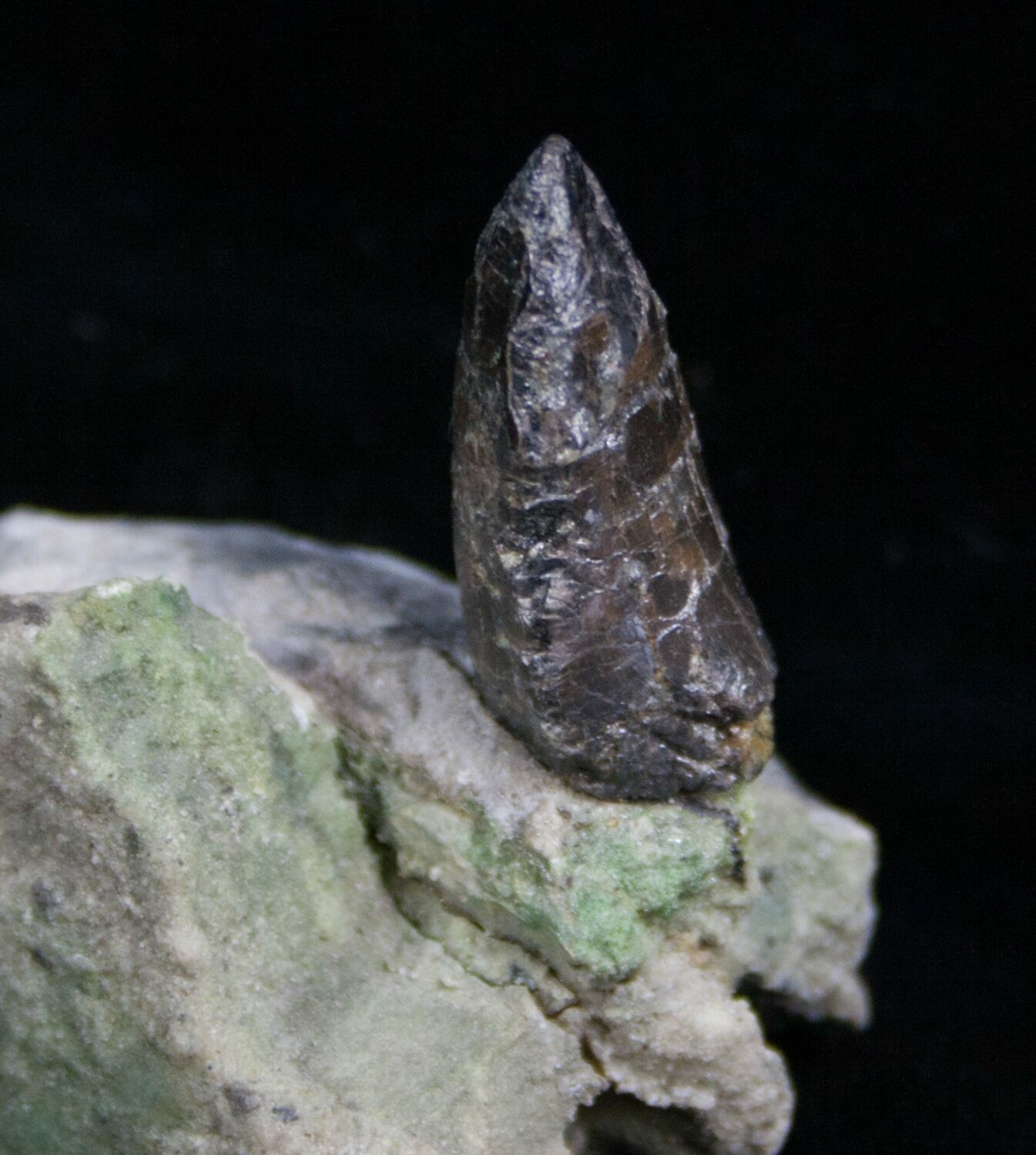 allosaurus tooth for sale