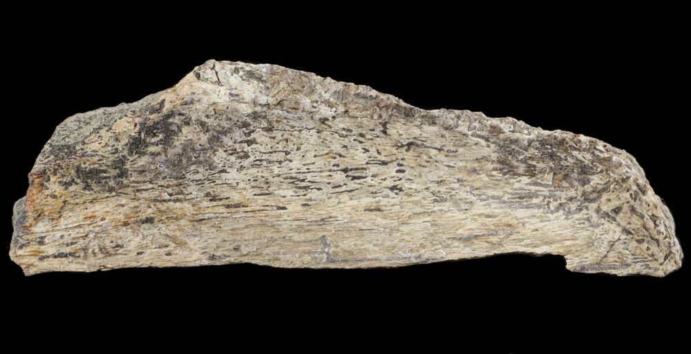 mosasaurus bone