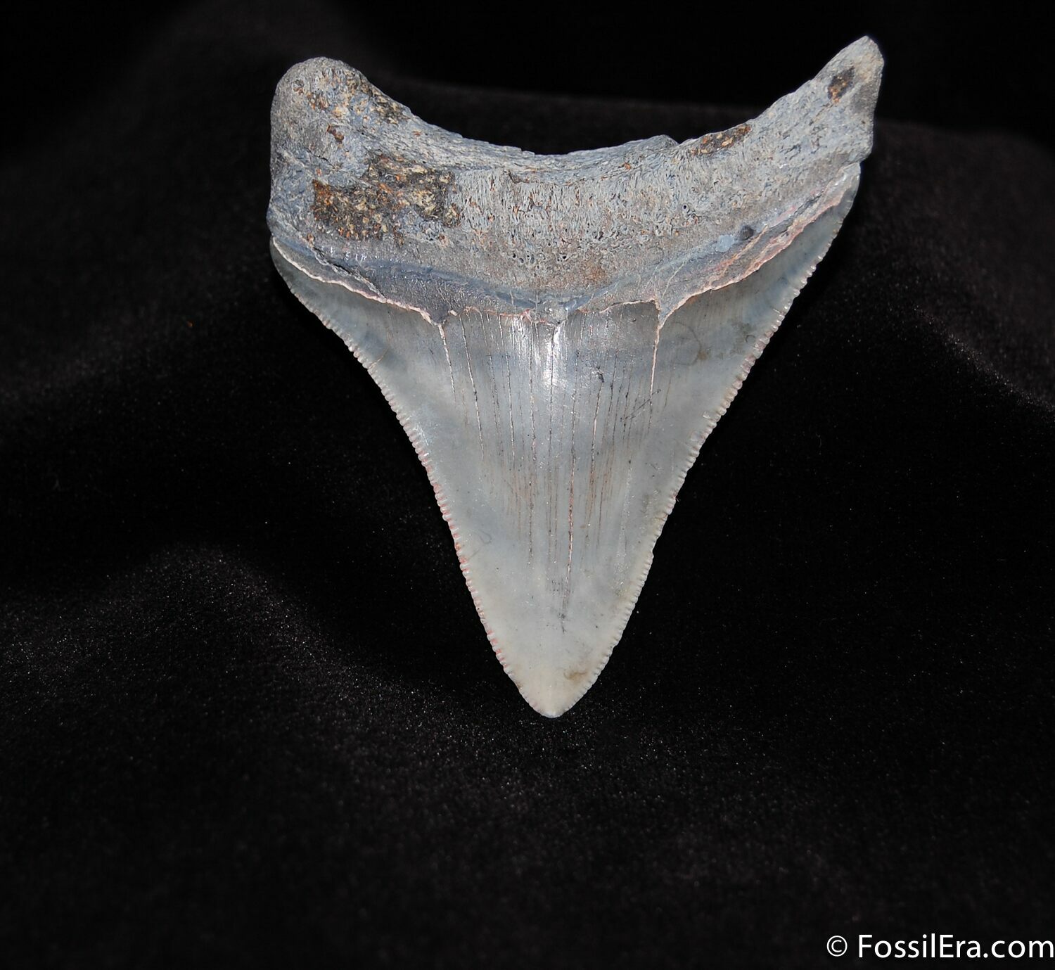 Megalodon Tooth For Sale (#113) - FossilEra.com