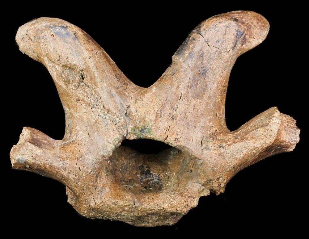 edmontosaurus bones