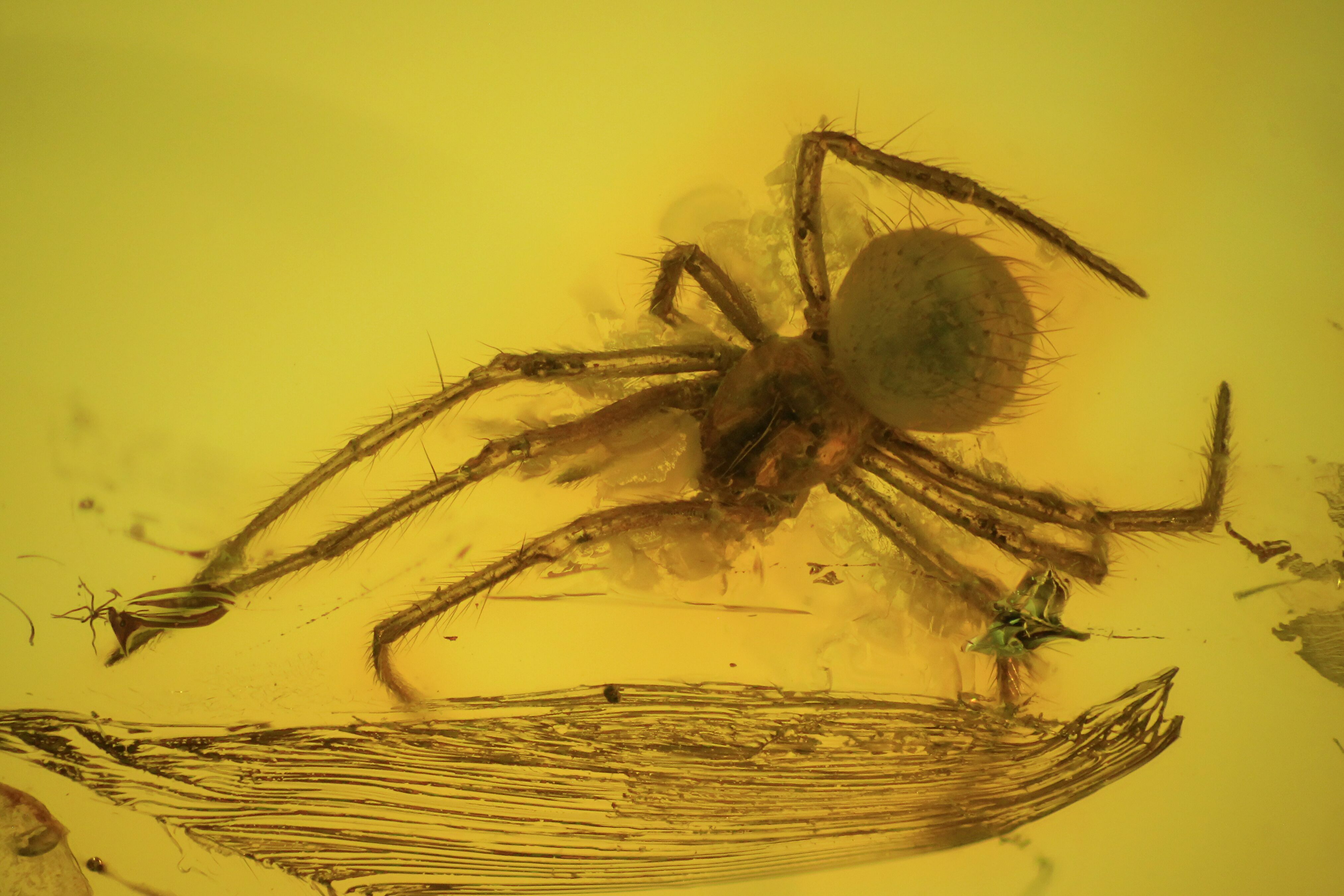 Fossilized Amber Spider At Billy Sharkey Blog