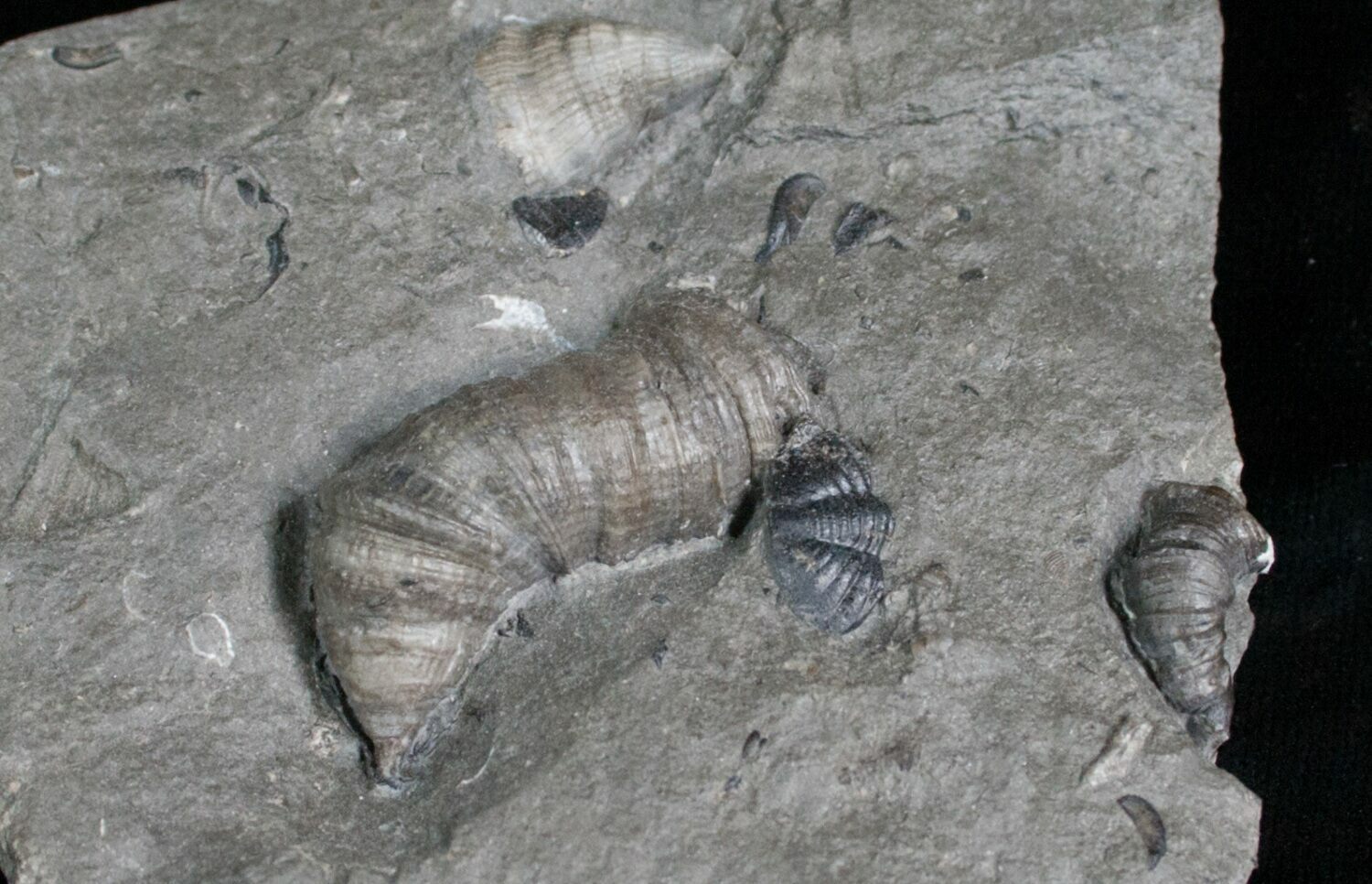 Horn Coral, Devonian Aged From New York For Sale (#5758) - FossilEra.com