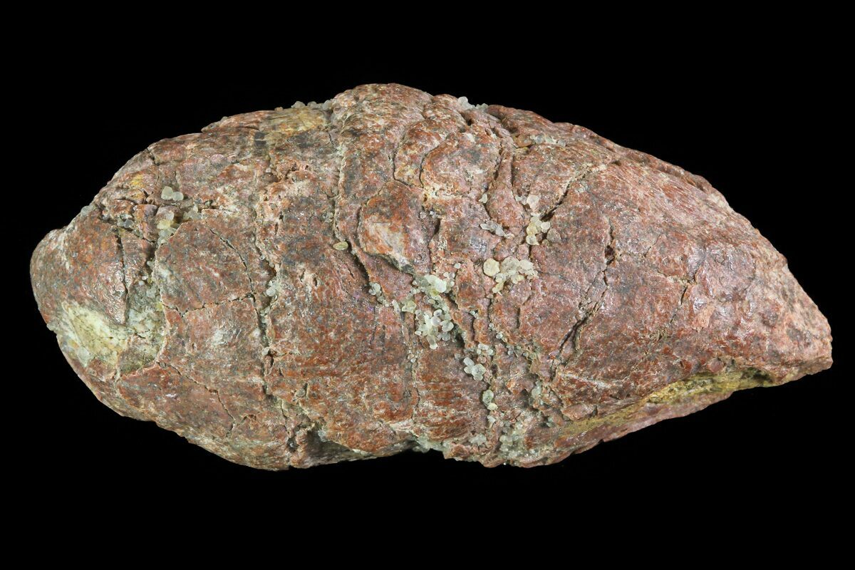 coprolite for sale