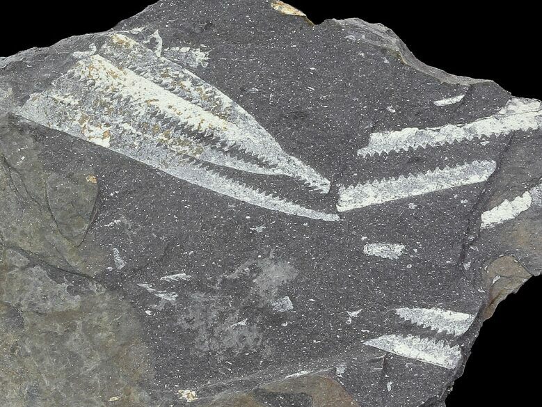 Fossil Graptolites Didymograptus Great Britain For Sale 68010