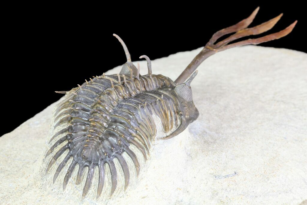 3 trident walliserops trilobite - foum zguid, morocco