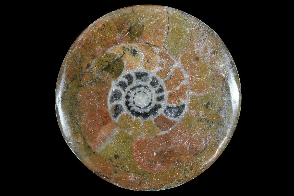Ammonite Fossils For Sale