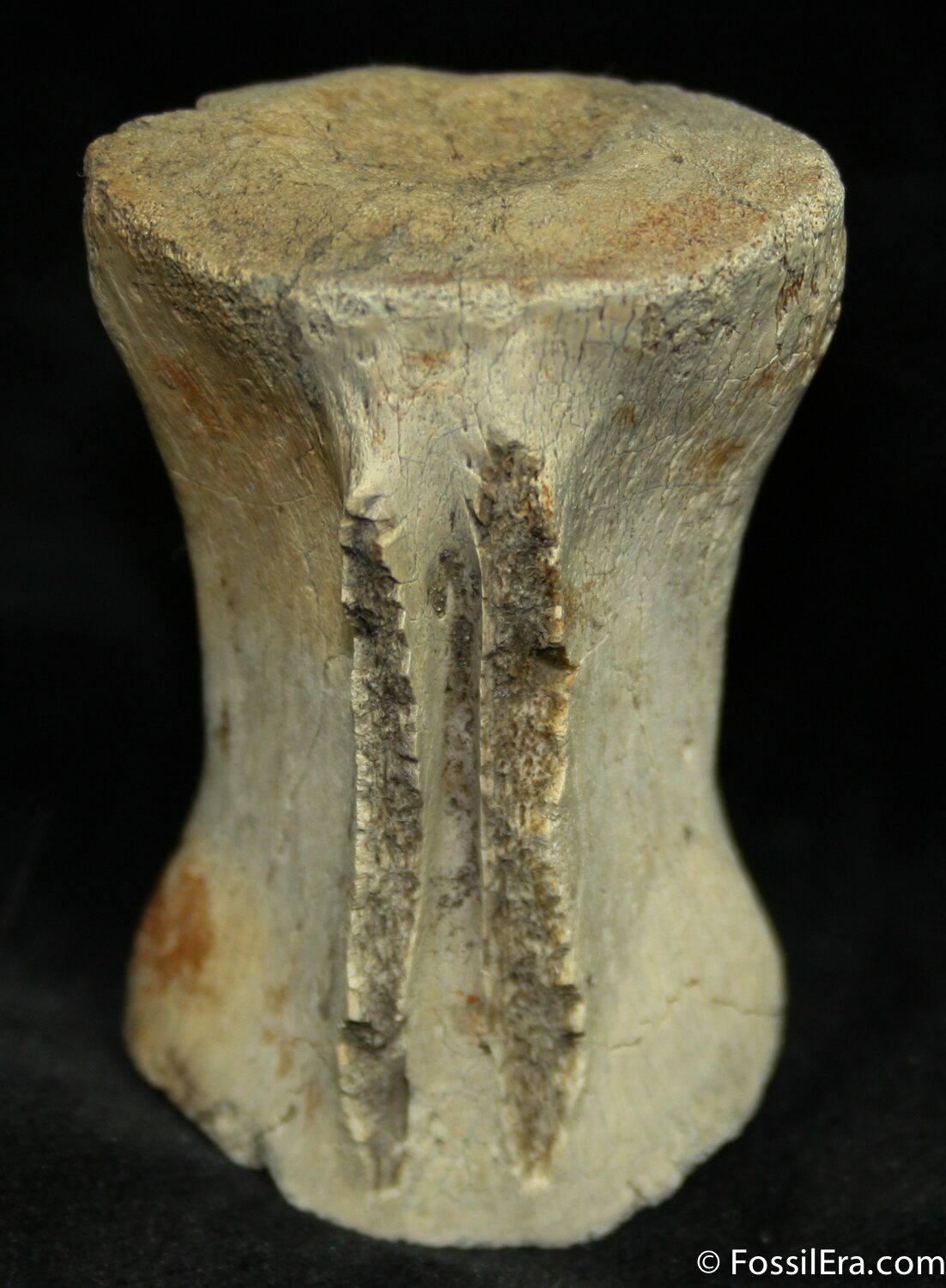 dinosaur tail vertebrae