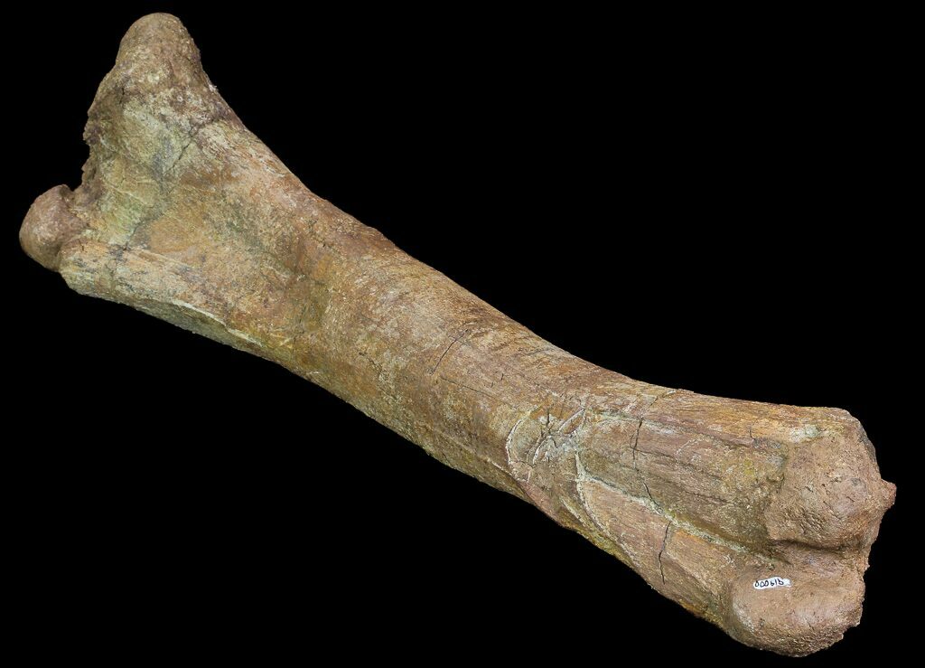 triceratops femur