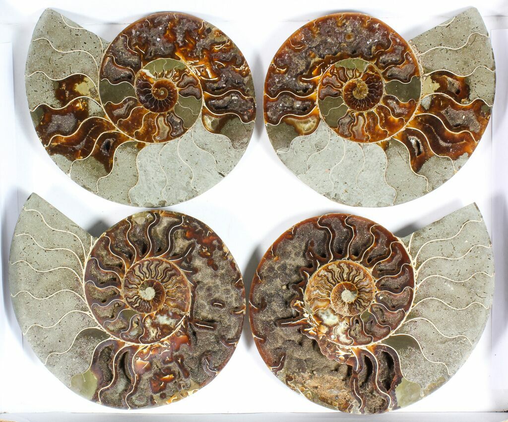 ammonite meaning
