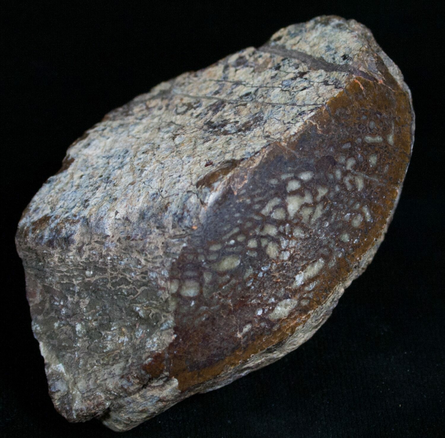 polished dinosaur bone