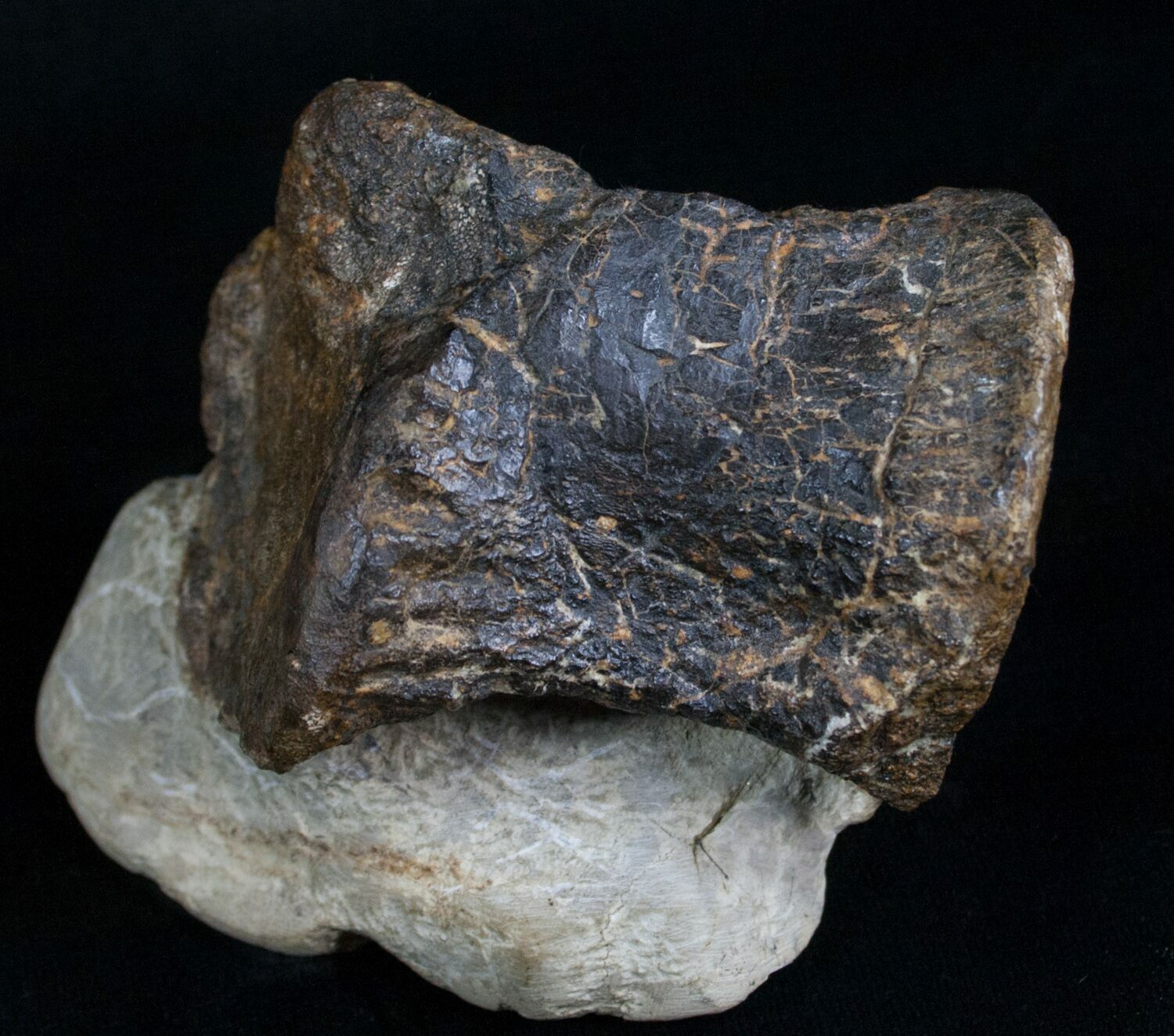 dinosaur tail vertebrae