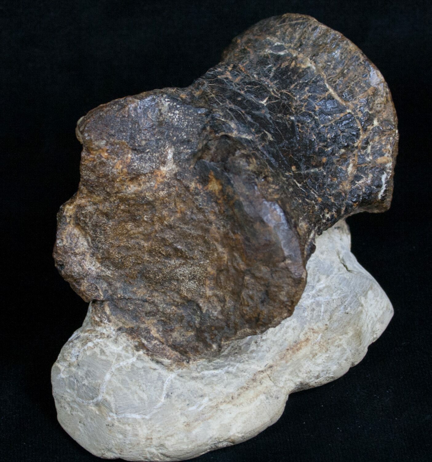 dinosaur tail vertebrae