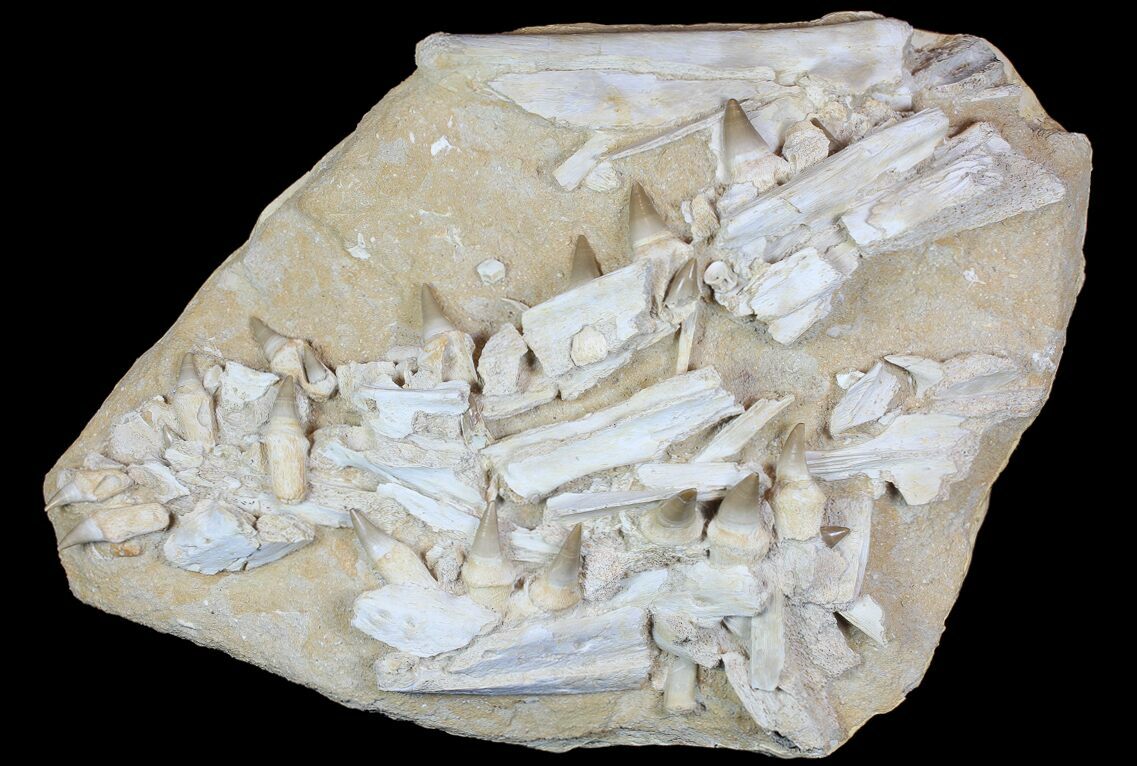 Mosasaur Fossils For Sale