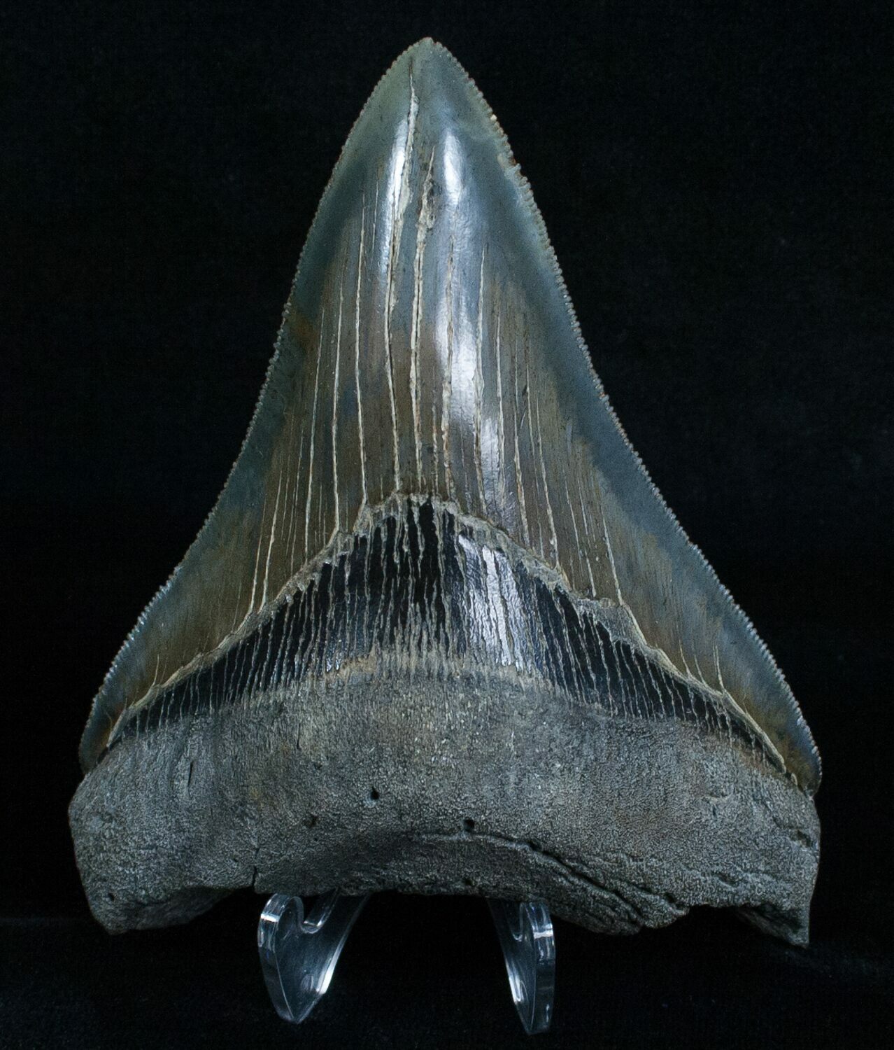 Razor Sharp Megalodon Tooth - 4.04