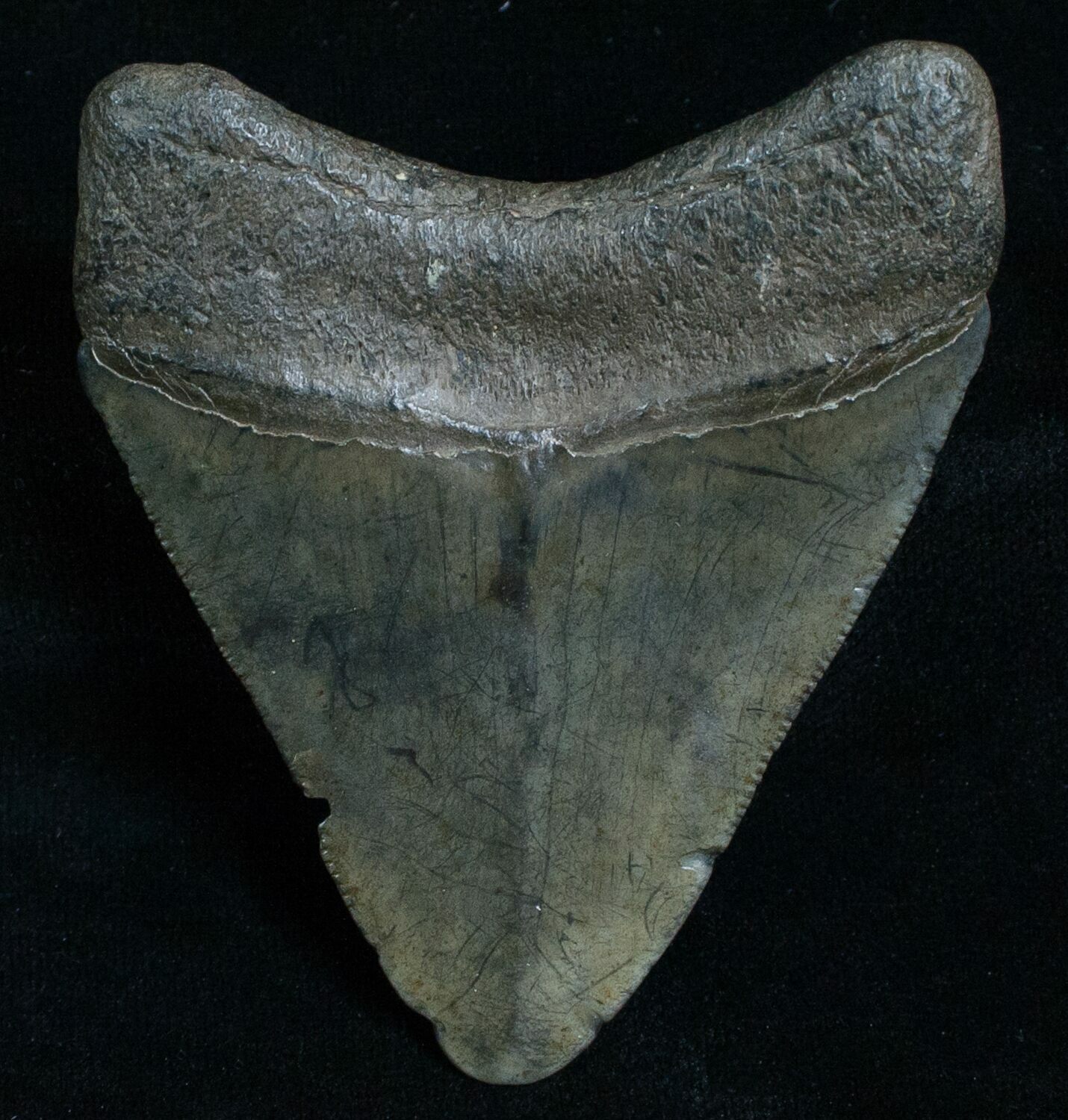 2.96" Megalodon Tooth - Peace River, FL For Sale (#6072) - FossilEra.com