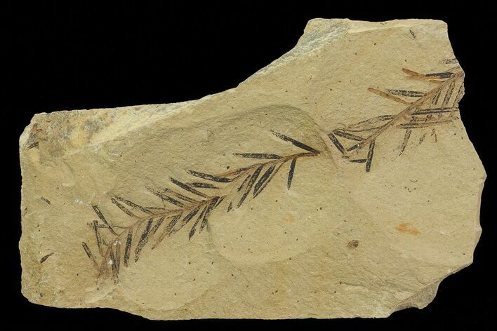 metasequoia fossil