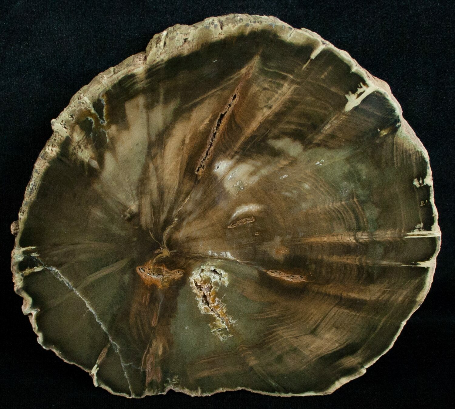 Zimbabwe Petrified Wood (Woodworthia) For Sale (#6256) - FossilEra.com