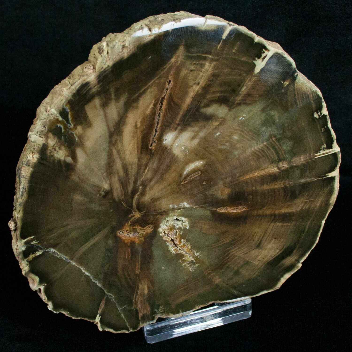 Zimbabwe Petrified Wood (Woodworthia) For Sale (#6256) - FossilEra.com