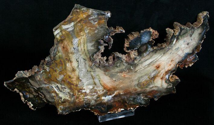 Uniquely Shaped Petrified Wood Slab - 12.1