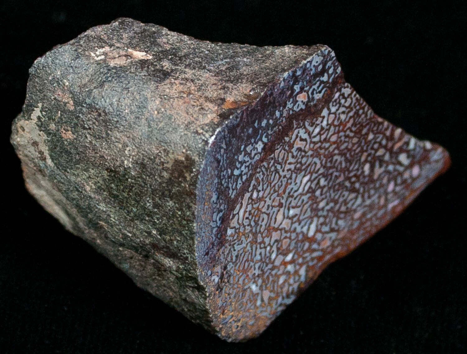 polished dinosaur bone