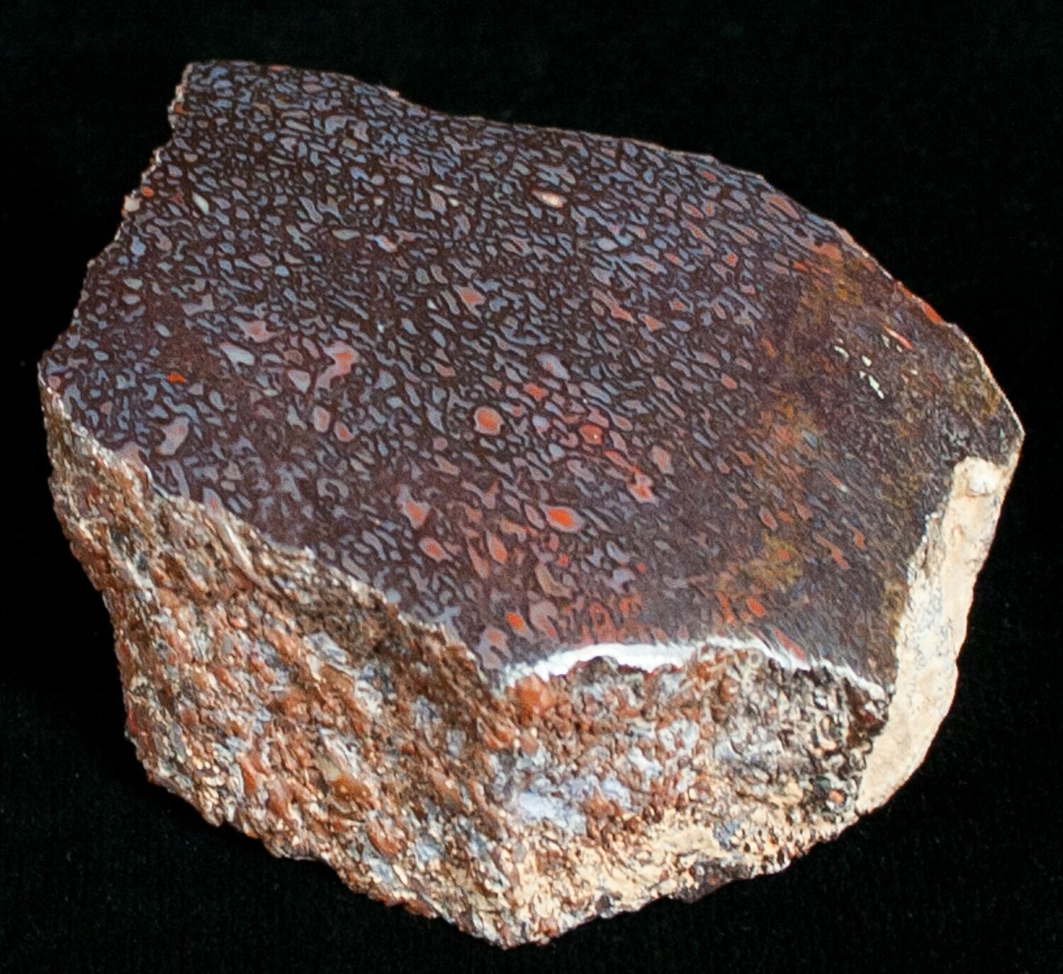 dinosaur bone rock