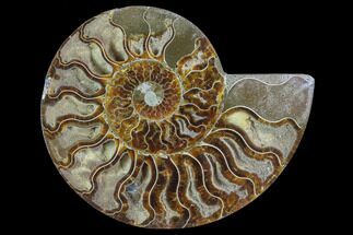 Ammonite Fossils For Sale - FossilEra.com