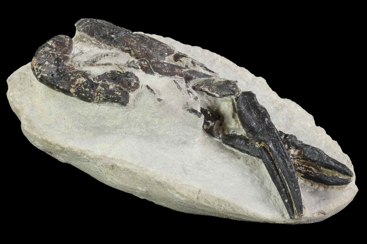 Rare, 5.5" Fossil Lobster (Hoploparia) Lyme Regis, England For Sale