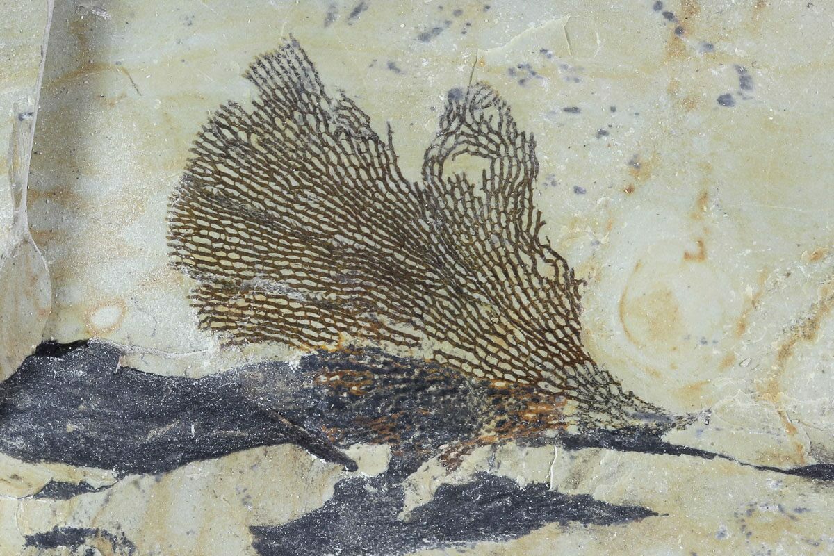 Fossil Graptolites For Sale