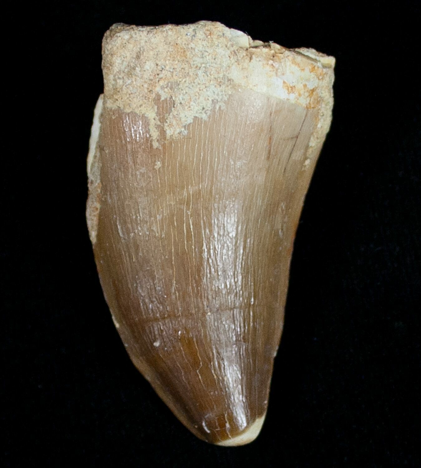 mosasaur tooth price