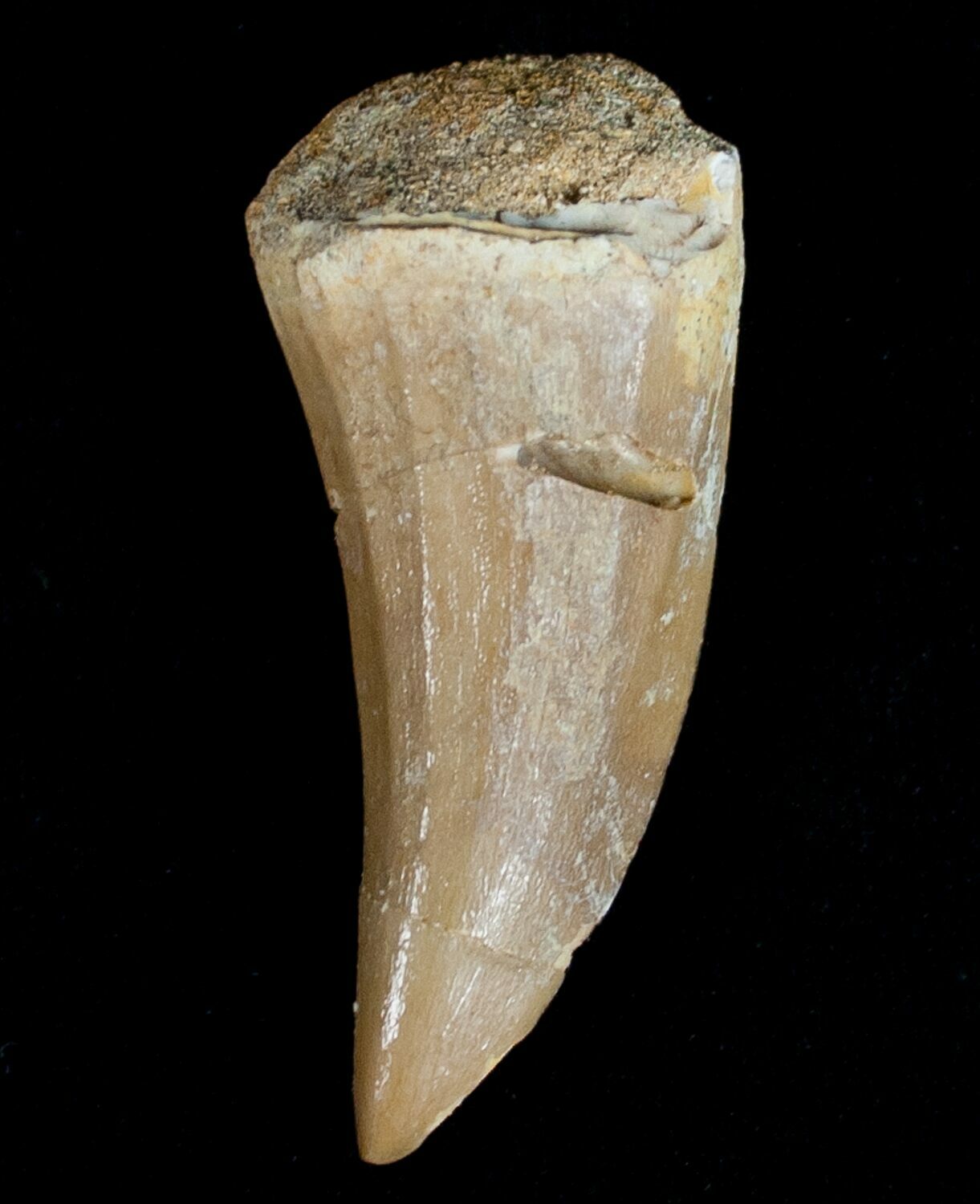 mosasaurus teeth for sale