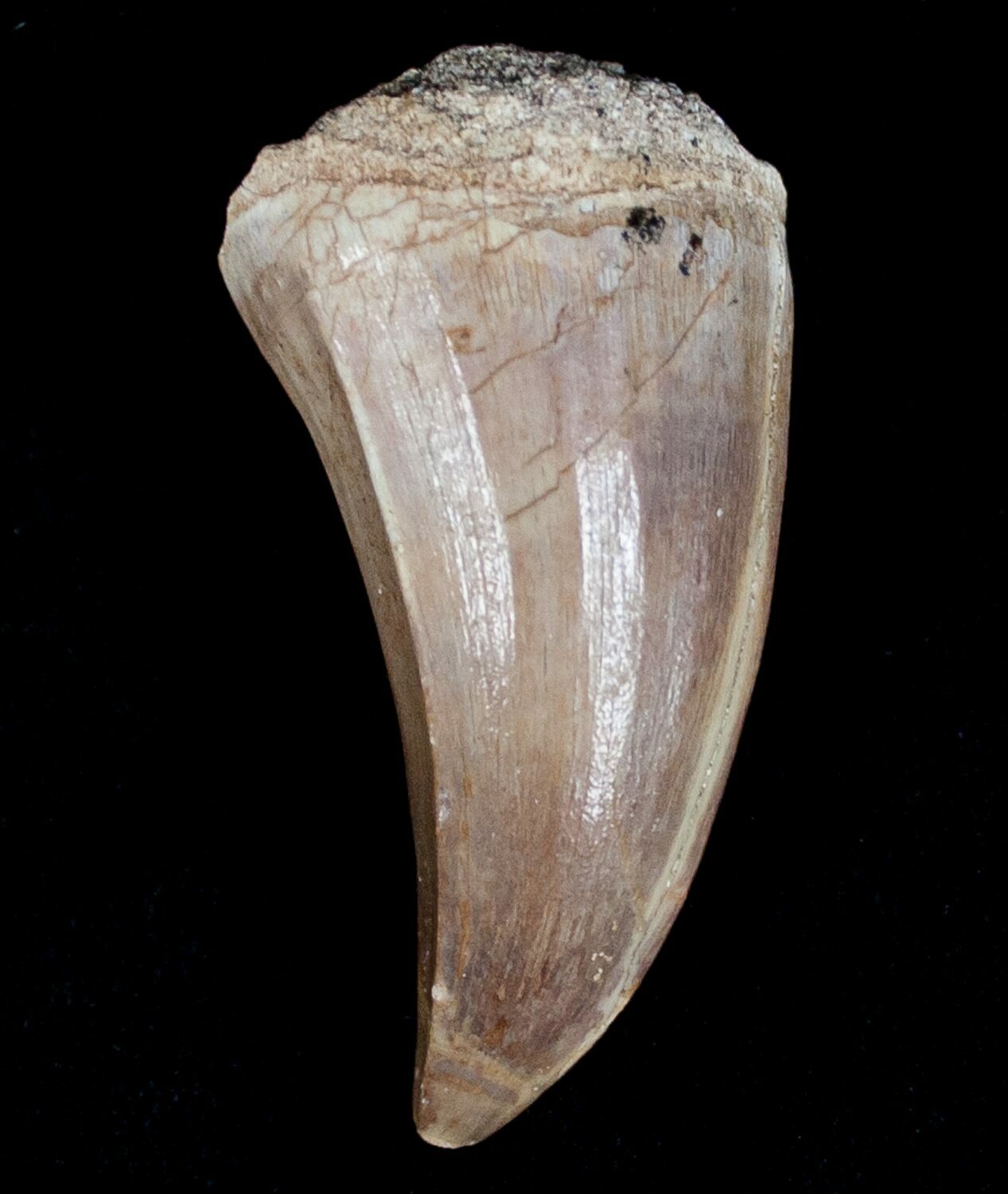 mosasaurus tooth for sale