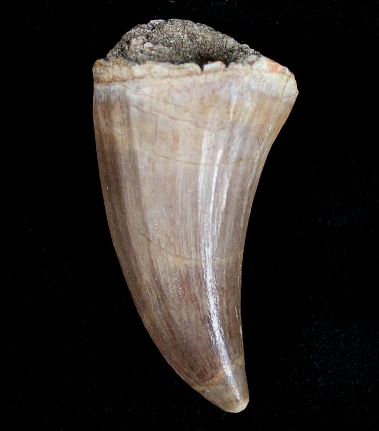 mosasaurus teeth for sale