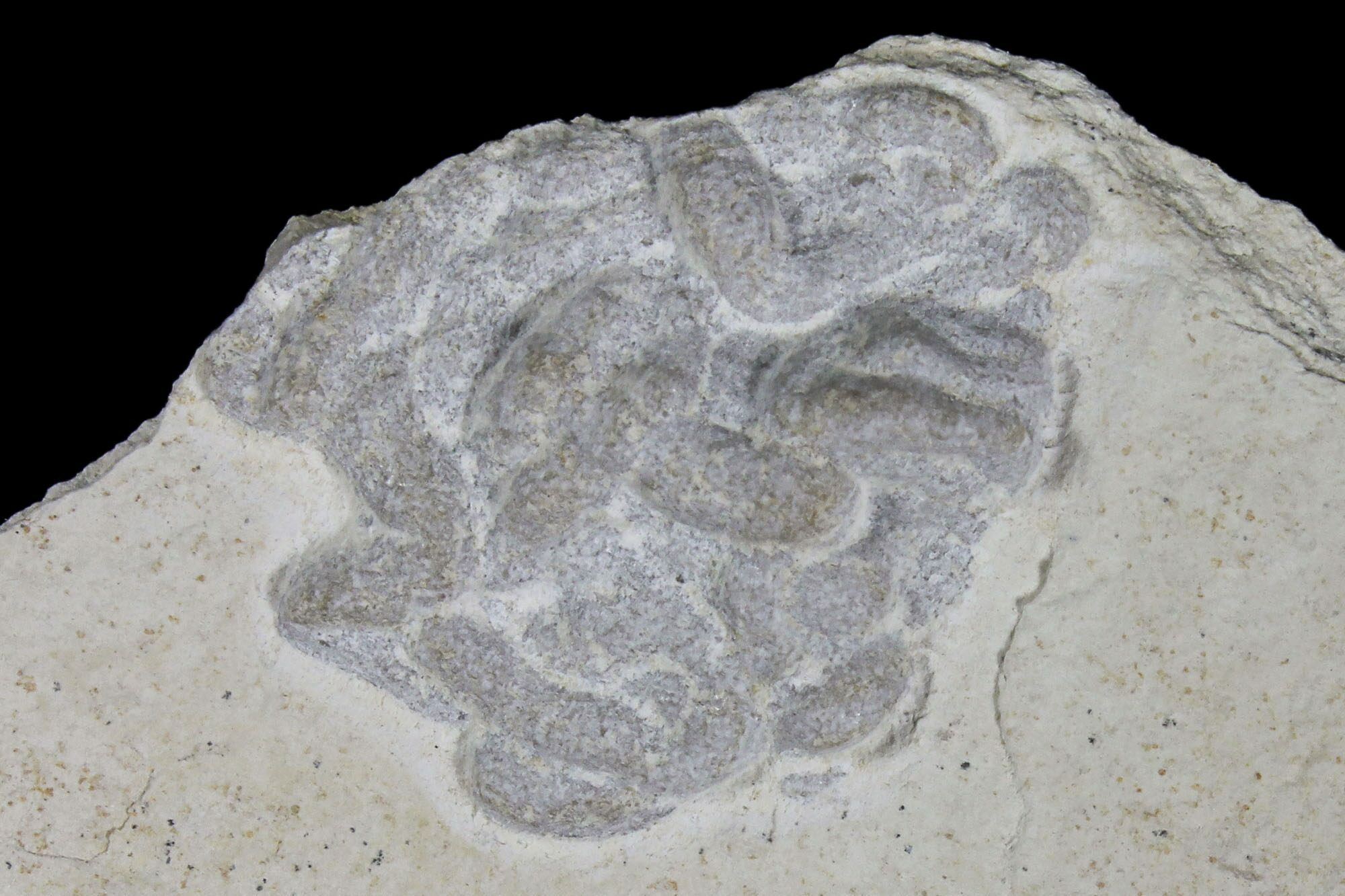 Ichnofossils (Trace Fossils) For Sale