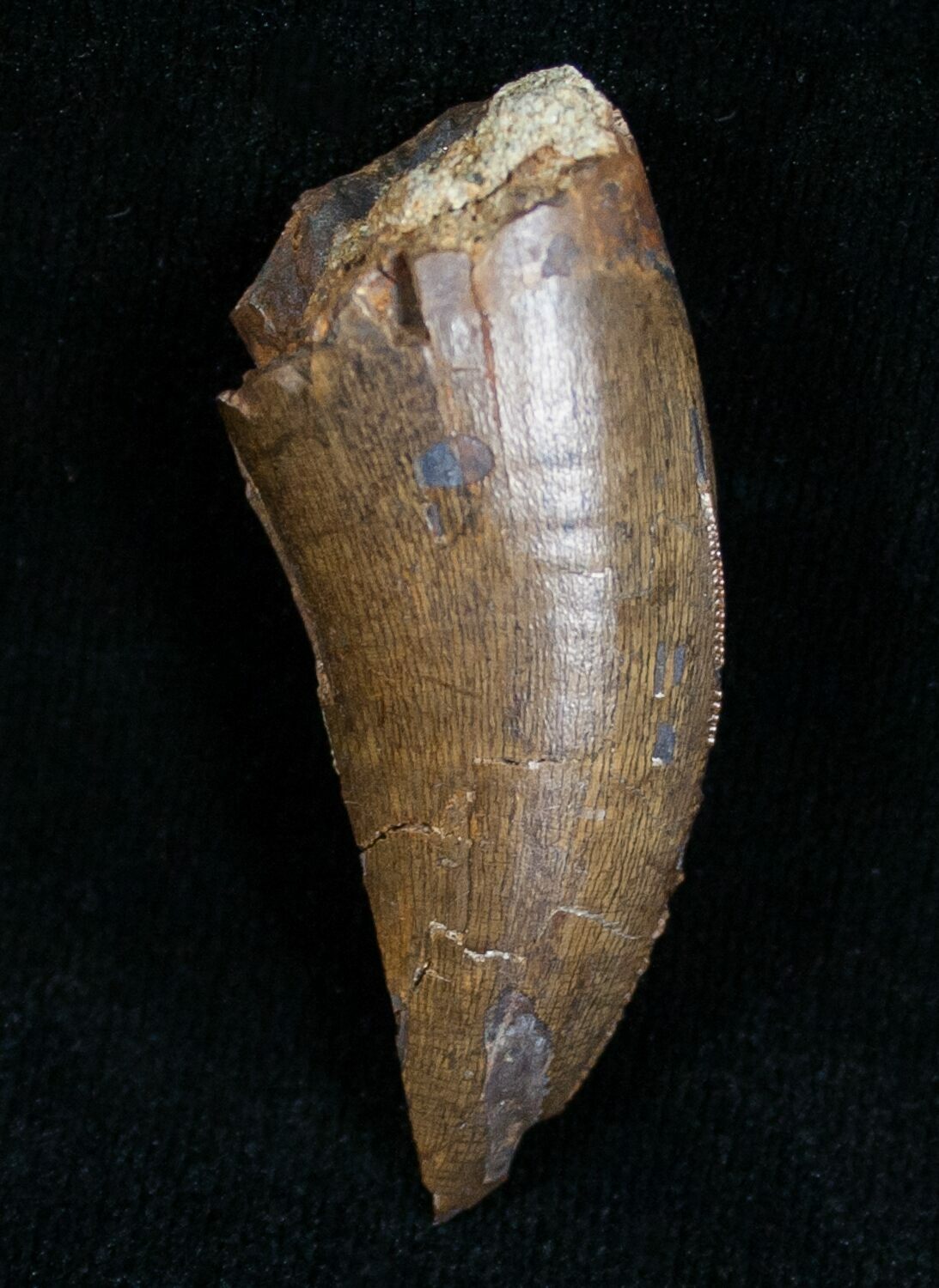 albertosaurus teeth