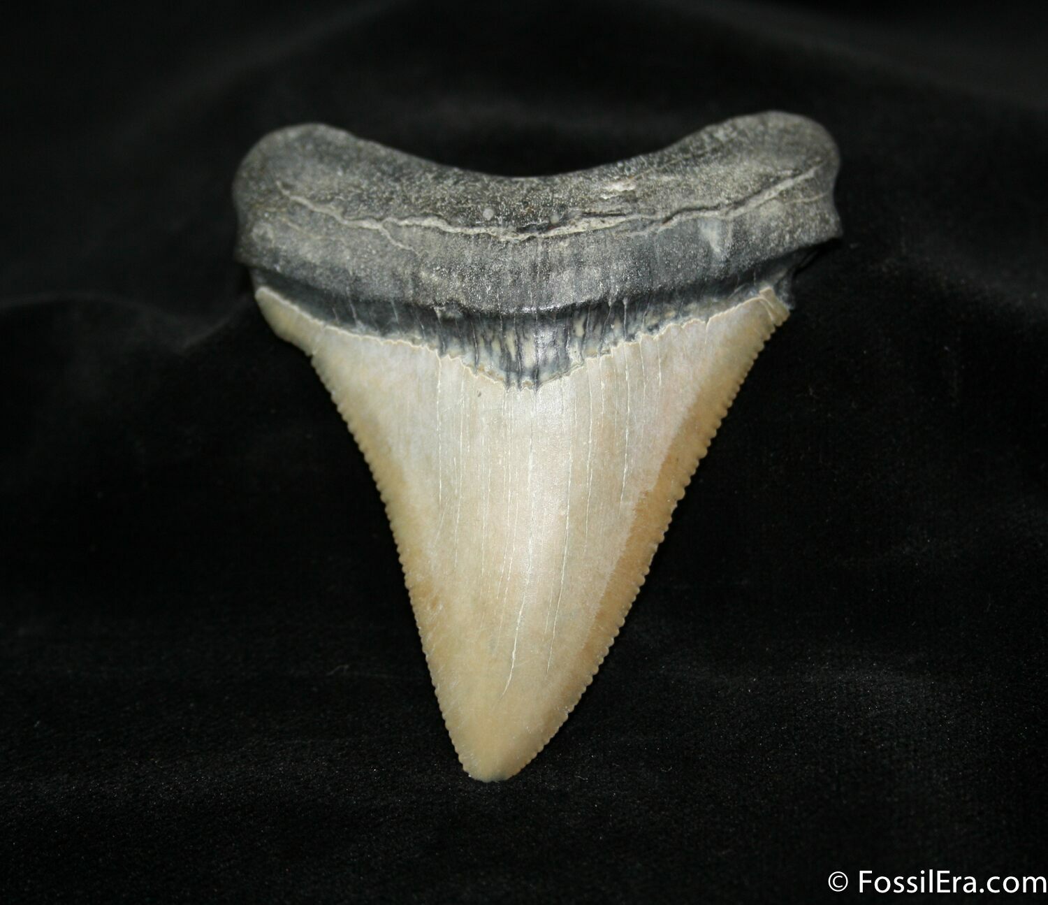 2.81 Inch Carcharocles Chubutensis Tooth For Sale (#1188) - FossilEra.com