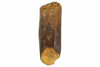 Killer Carcharodontosaurus Tooth For Sale (#357) - FossilEra.com