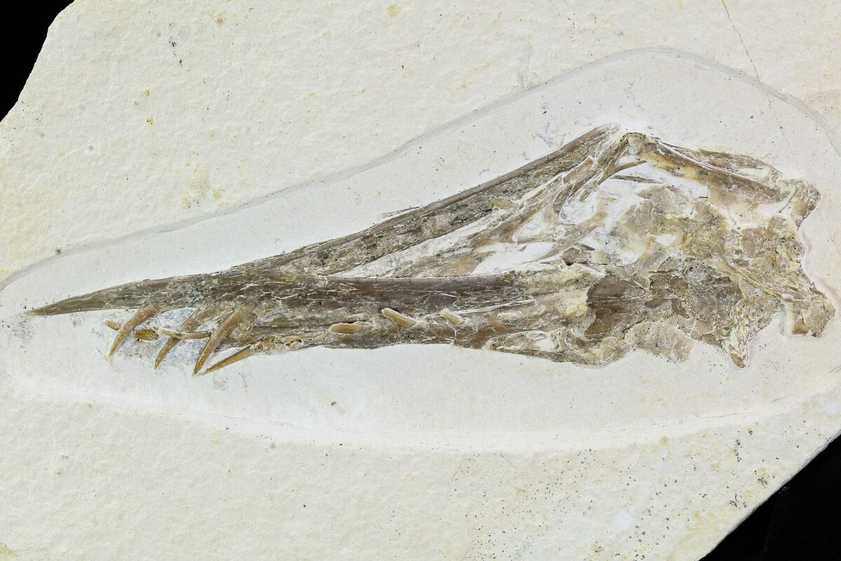 5.25" Pterosaur (Rhamphorhynchus) Skull From Solnhofen For Sale ...