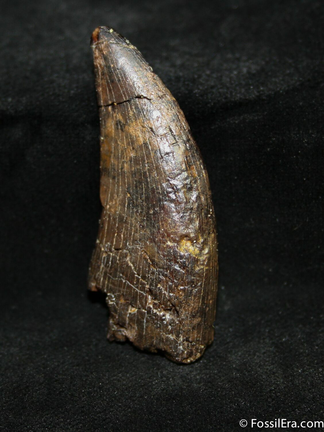 t rex tooth fossil