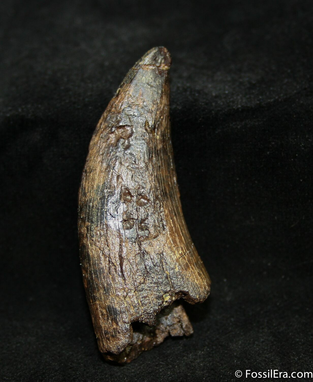 real t rex tooth fossil for sale