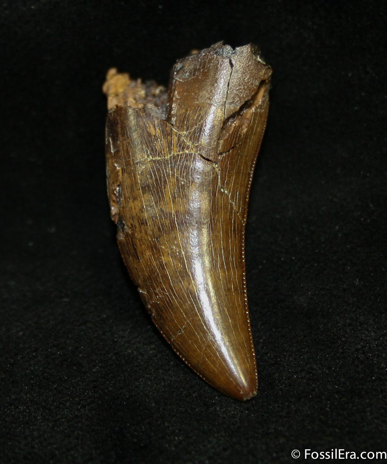 tyrannosaurus tooth fossil