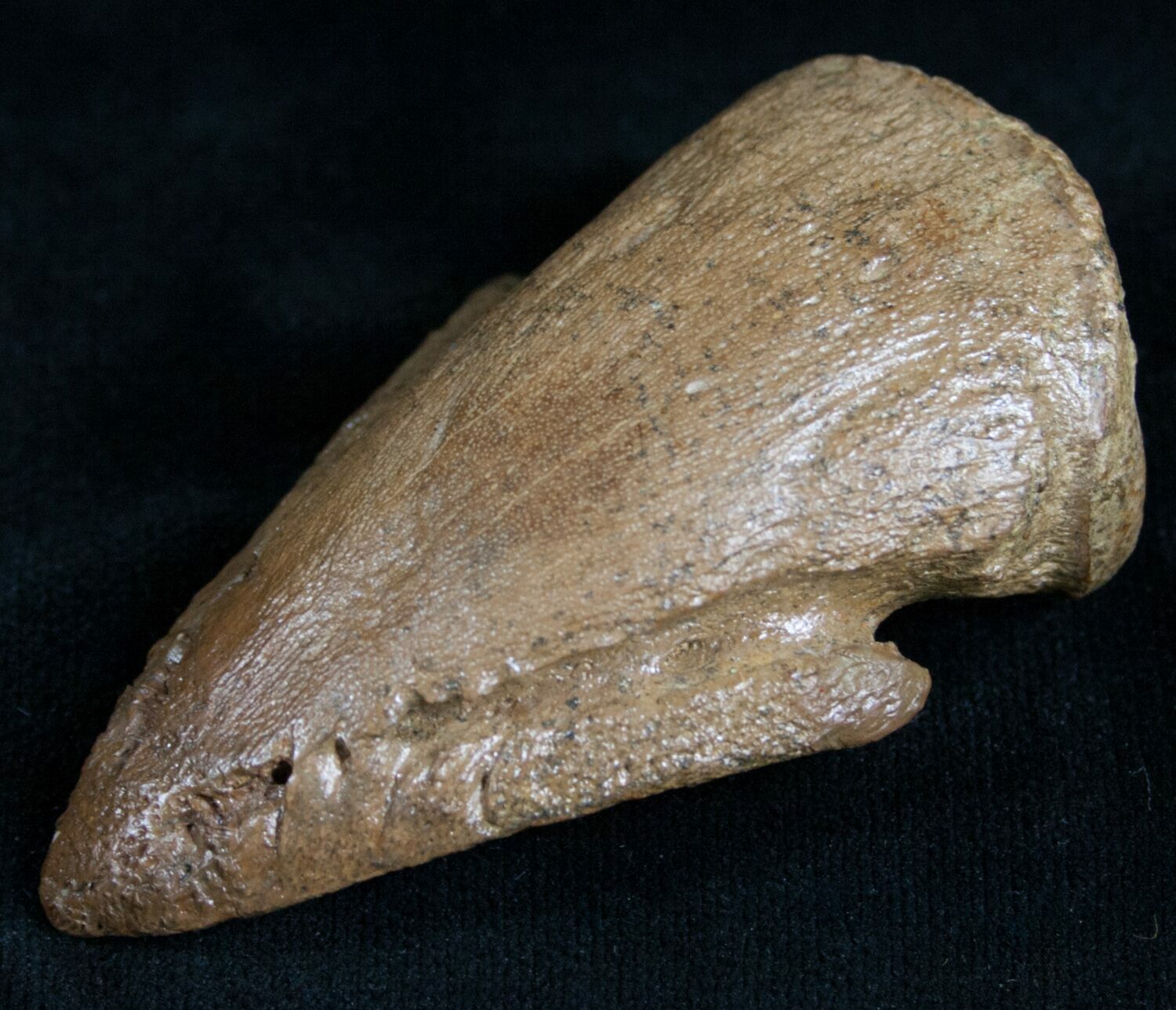 Awesome Pachycephalosaurus Claw - South Dakota For Sale (#7532 ...