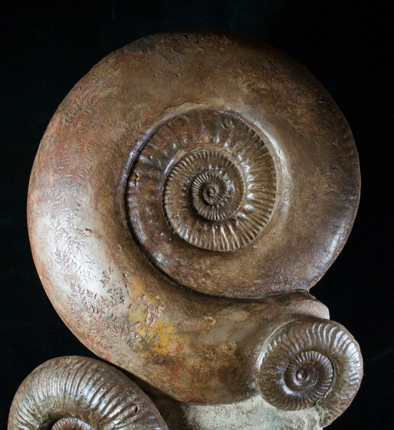 giant ammonite