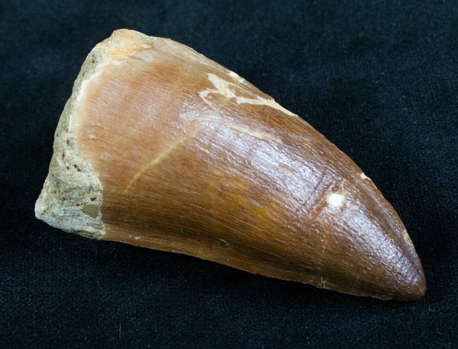 real mosasaur tooth