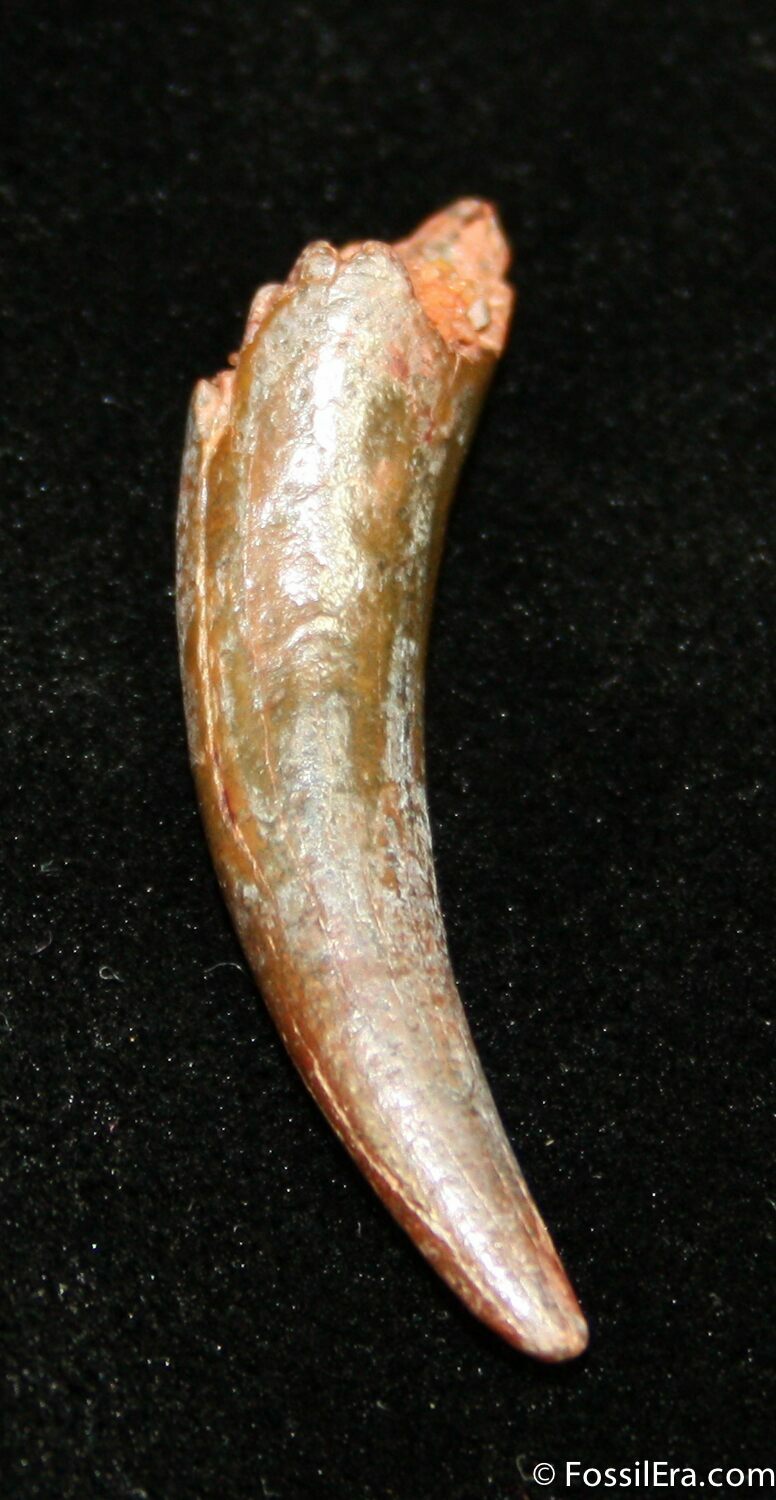 pterodactyl teeth for sale