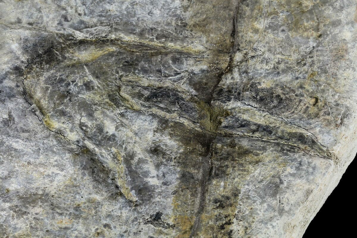 Ichnofossils (Trace Fossils) For Sale