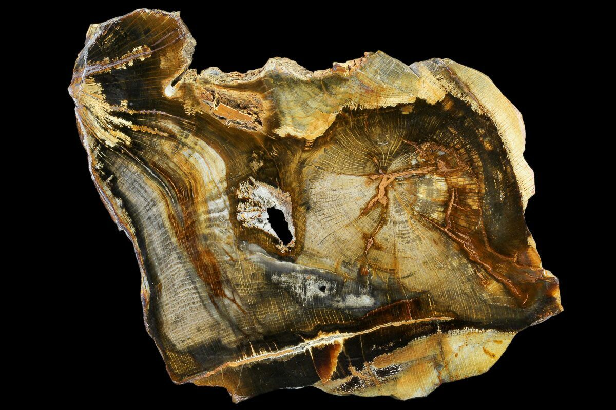 washington-petrified-wood-for-sale-fossilera