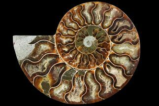 Madagascar Ammonite Fossils For Sale - FossilEra.com