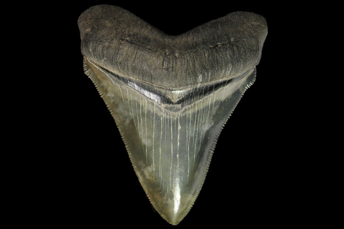 Other Fossil Shark Teeth For Sale - FossilEra.com