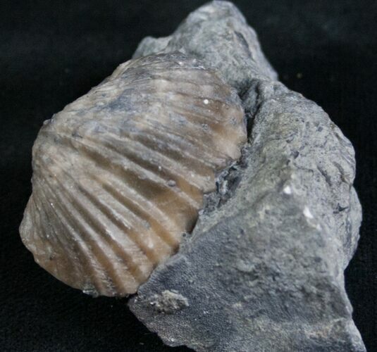 Platystrophia Brachiopod Fossil From Kentucky For Sale (#6633 ...