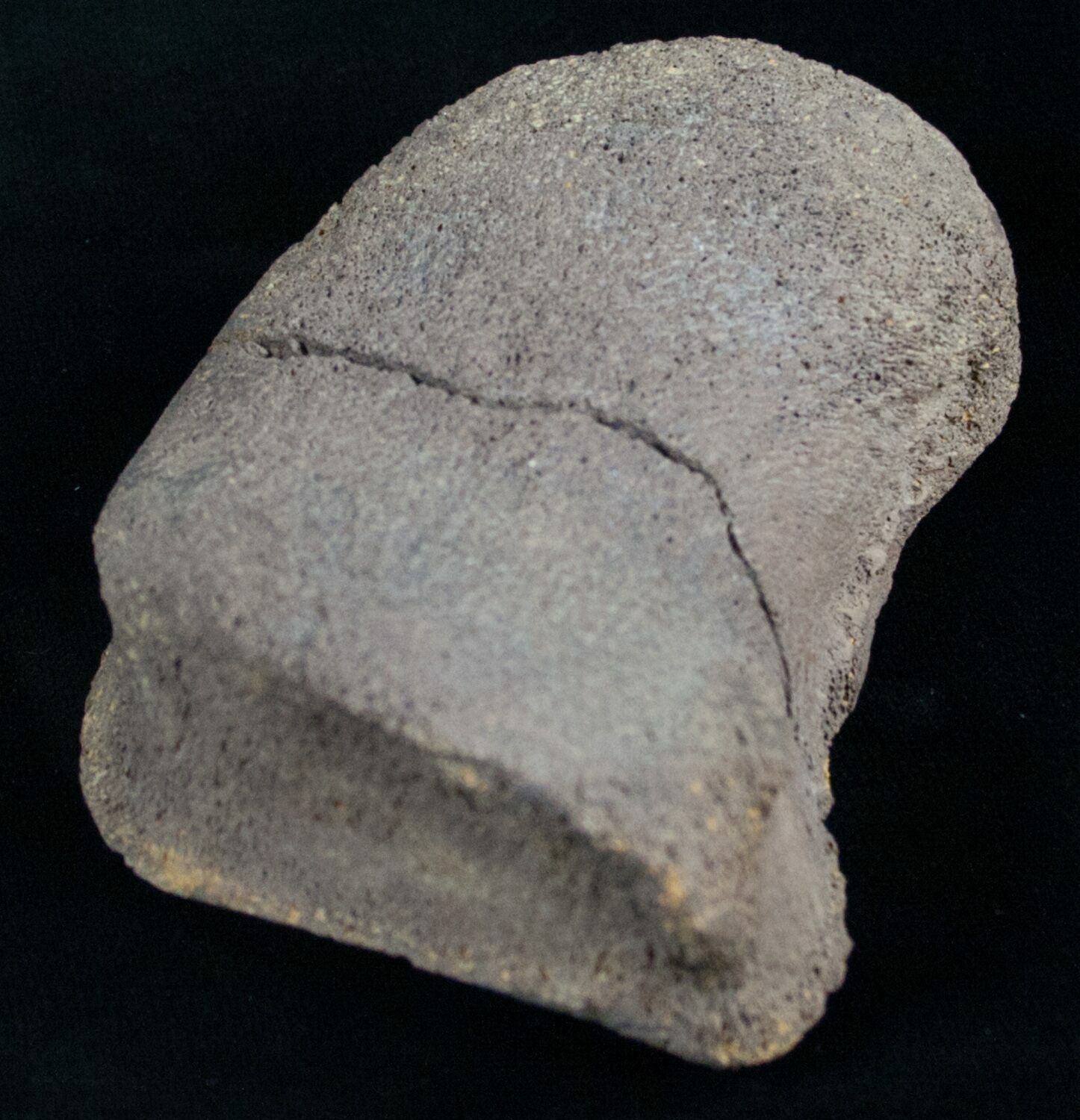Edmontosaurus Toe Bone - South Dakota For Sale (#8367) - FossilEra.com